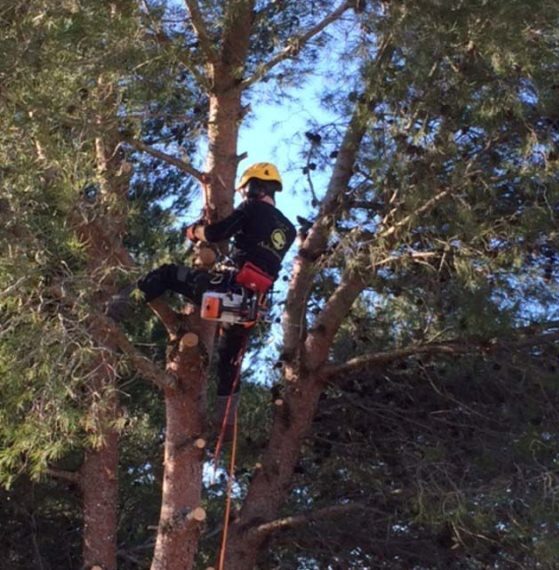 Conseils 6 - Elagueur Nîmes et Lunel