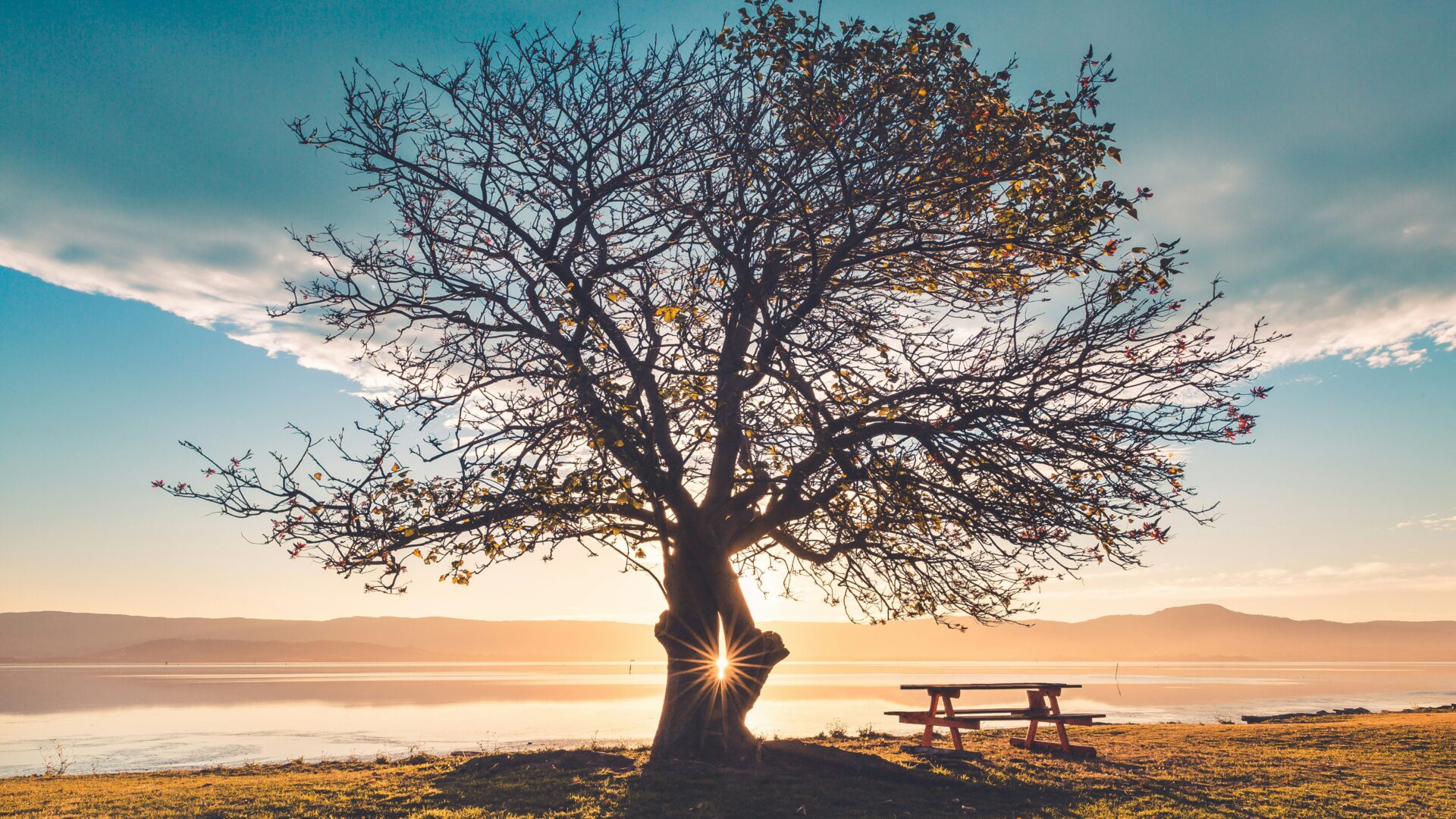 taille arbres hérault