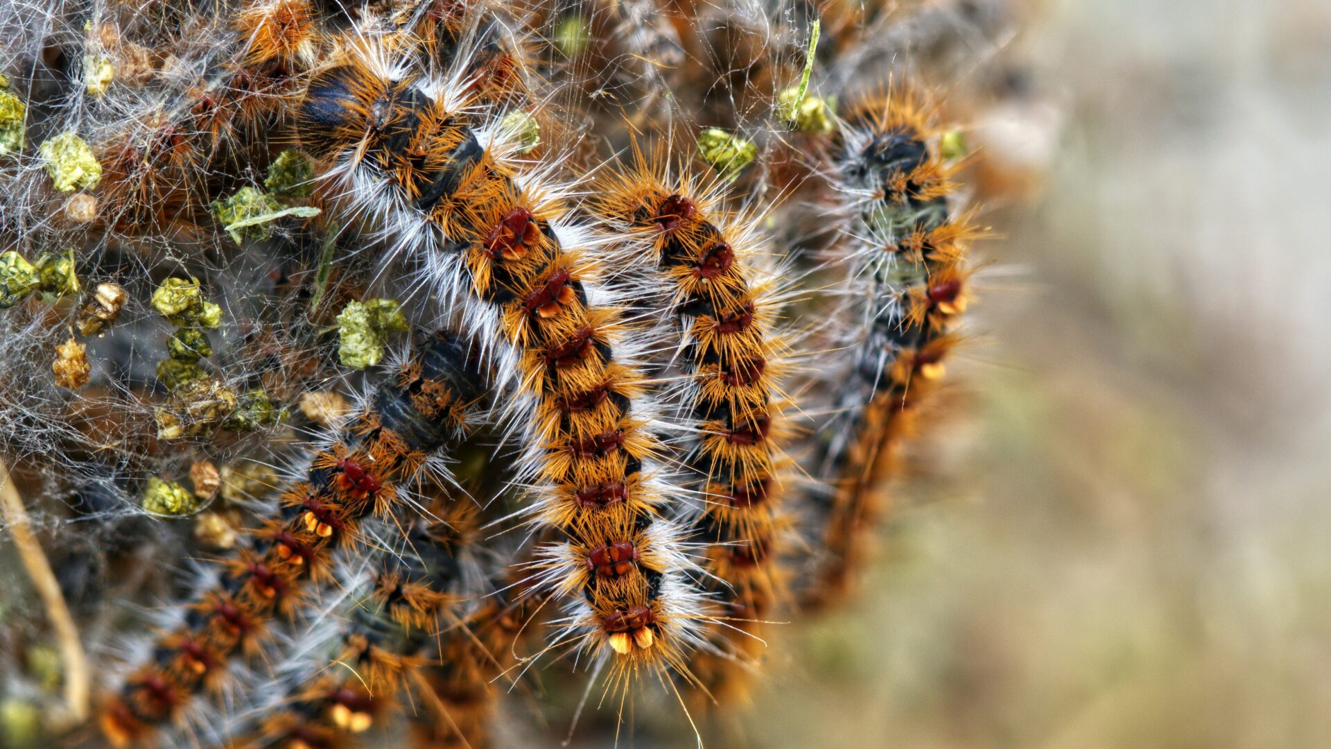 chenille processionnaire